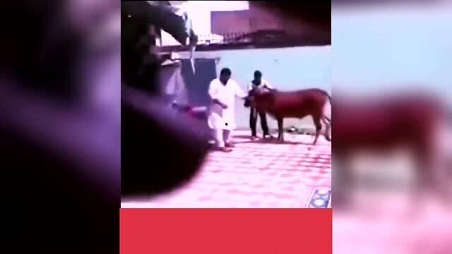 观看搞笑爆料视频大全,搞笑爆料视频大全集锦 第1张 观看搞笑爆料视频大全,搞笑爆料视频大全集锦 第1张