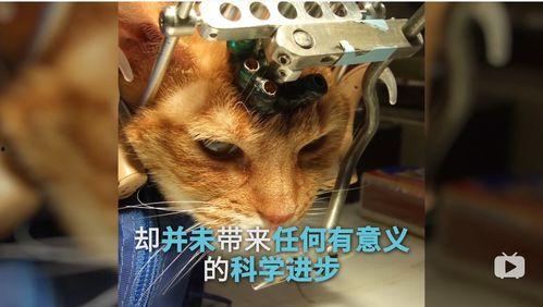 爆料小狮说梦话视频大全,揭秘小狮说梦话视频大全  第1张